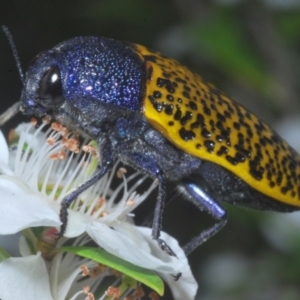 Stigmodera macularia at Saint George, NSW - 29 Jan 2023