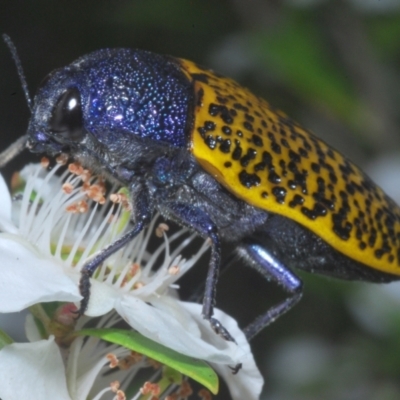 Stigmodera macularia (Macularia jewel beetle) at Morton National Park - 28 Jan 2023 by Harrisi