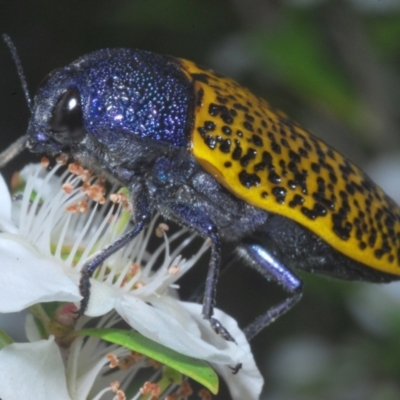 Stigmodera macularia (Macularia jewel beetle) at Saint George, NSW - 29 Jan 2023 by Harrisi