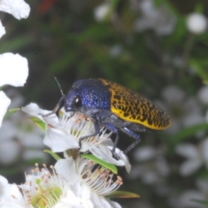 Stigmodera macularia at Saint George, NSW - 29 Jan 2023