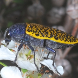 Stigmodera macularia at Saint George, NSW - 29 Jan 2023