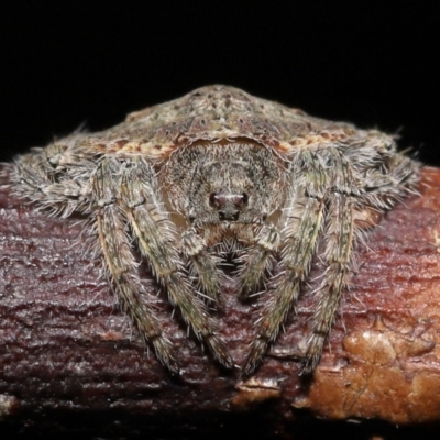 Unidentified Spider (Araneae) at Wellington Point, QLD - 22 Jan 2023 by TimL