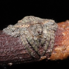 Dolophones sp. (genus) at Wellington Point, QLD - suppressed