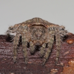 Dolophones sp. (genus) at Wellington Point, QLD - suppressed