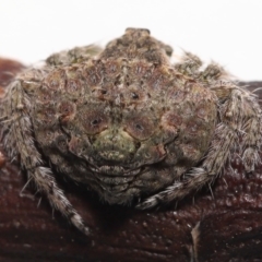 Dolophones sp. (genus) at Wellington Point, QLD - suppressed