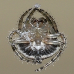 Dolophones sp. (genus) at Wellington Point, QLD - suppressed