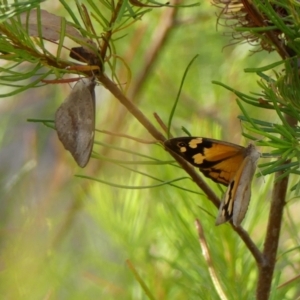 Heteronympha merope at Bundanoon, NSW - 26 Jan 2023 09:13 AM