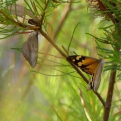 Heteronympha merope (Common Brown Butterfly) at Bundanoon, NSW - 25 Jan 2023 by Curiosity