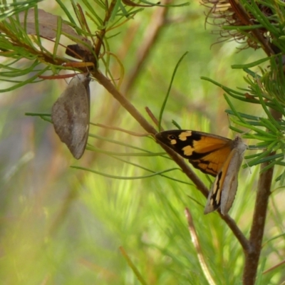 Heteronympha merope (Common Brown Butterfly) at Bundanoon - 25 Jan 2023 by Curiosity