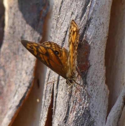 Geitoneura acantha (Ringed Xenica) at Bundanoon, NSW - 26 Jan 2023 by Curiosity