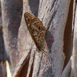 Geitoneura acantha at Bundanoon, NSW - 26 Jan 2023