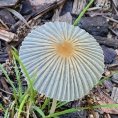 Coprinellus etc. (An Inkcap) at Isaacs, ACT - 30 Jan 2023 by Mike