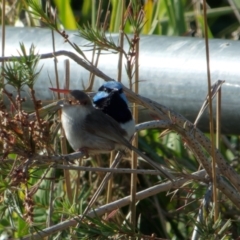 Malurus cyaneus (Superb Fairywren) at Lyneham, ACT - 30 Jan 2023 by RobertD