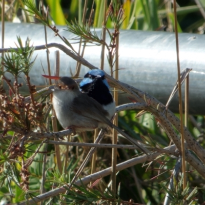 Malurus cyaneus (Superb Fairywren) at Lyneham, ACT - 30 Jan 2023 by RobertD