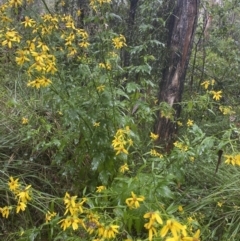 Senecio vagus subsp. vagus at Uriarra Village, ACT - 30 Jan 2023