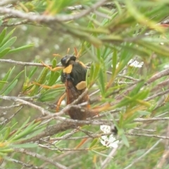 Perga sp. (genus) (Sawfly or Spitfire) at Wamboin, NSW - 28 Jan 2023 by Peterd