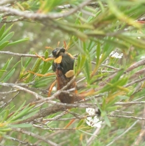 Perga sp. (genus) at Wamboin, NSW - 29 Jan 2023