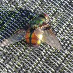 Rutilia sp. (genus) (A Rutilia bristle fly, subgenus unknown) at Wamboin, NSW - 27 Jan 2023 by Peterd