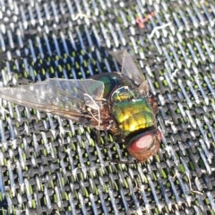 Rutilia sp. (genus) at Wamboin, NSW - 27 Jan 2023