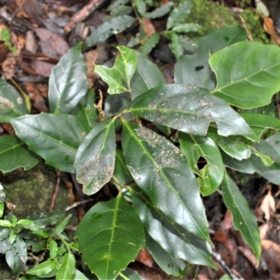 Cissus sterculifolia (Long-Leaf Water Vine) at Budderoo National Park - 31 Jan 2023 by plants