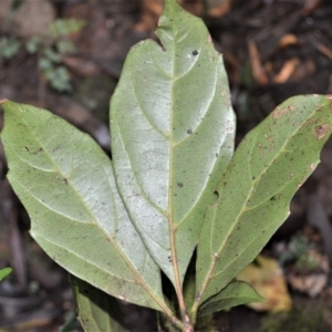 Cissus sterculifolia at Undefined Area - 31 Jan 2023