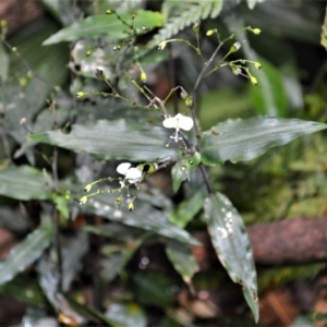 Aneilema acuminatum at Jamberoo, NSW - 31 Jan 2023