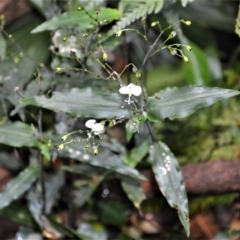 Aneilema acuminatum at Jamberoo, NSW - 31 Jan 2023 by plants
