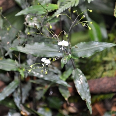 Aneilema acuminatum at Budderoo National Park - 31 Jan 2023 by plants