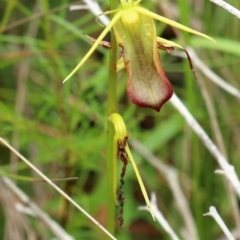 Cryptostylis subulata (Cow Orchid) at Wingecarribee Local Government Area - 31 Jan 2023 by Snowflake
