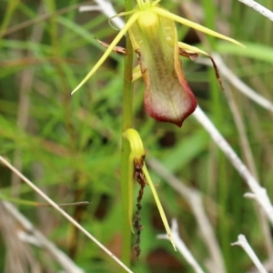 Cryptostylis subulata at Bundanoon, NSW - suppressed