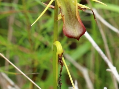 Cryptostylis subulata (Cow Orchid) at - 31 Jan 2023 by Snowflake