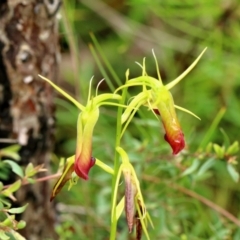 Cryptostylis subulata at Bundanoon, NSW - suppressed