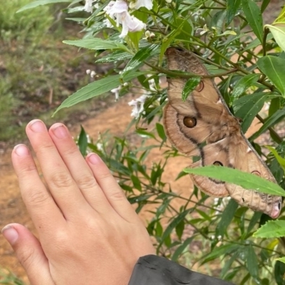 Opodiphthera eucalypti (Emperor Gum Moth) at QPRC LGA - 31 Jan 2023 by arjay