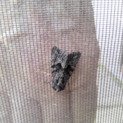 Neumichtis nigerrima (Black Turnip Moth) at Mongarlowe River - 28 Jan 2023 by arjay