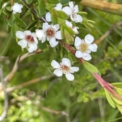 Baeckea utilis (Mountain Baeckea) at Namadgi National Park - 28 Jan 2023 by JaneR