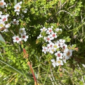 Baeckea utilis at Booth, ACT - 28 Jan 2023