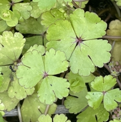 Hydrocotyle rivularis (A Pennywort) at Namadgi National Park - 28 Jan 2023 by JaneR