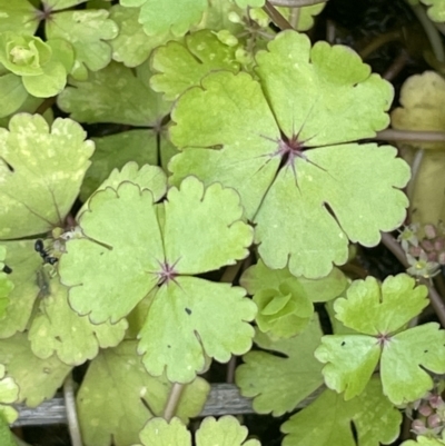 Hydrocotyle rivularis (A Pennywort) at Booth, ACT - 28 Jan 2023 by JaneR