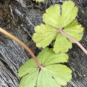 Hydrocotyle rivularis at Booth, ACT - 28 Jan 2023