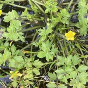 Ranunculus pimpinellifolius at Booth, ACT - 28 Jan 2023 02:19 PM