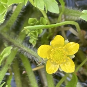 Ranunculus pimpinellifolius at Booth, ACT - 28 Jan 2023 02:19 PM