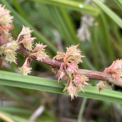 Rumex brownii (Slender Dock) at Booth, ACT - 28 Jan 2023 by JaneR