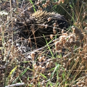 Tachyglossus aculeatus at O'Connor, ACT - 25 Jan 2023 06:31 PM