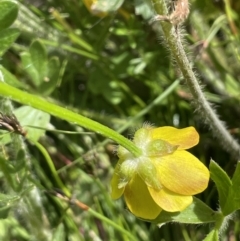 Ranunculus lappaceus (Australian Buttercup) at Booth, ACT - 28 Jan 2023 by JaneR