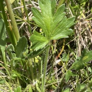 Ranunculus lappaceus at Booth, ACT - 28 Jan 2023 03:02 PM