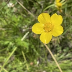 Ranunculus lappaceus at Booth, ACT - 28 Jan 2023