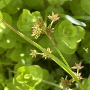 Juncus prismatocarpus at Booth, ACT - 28 Jan 2023