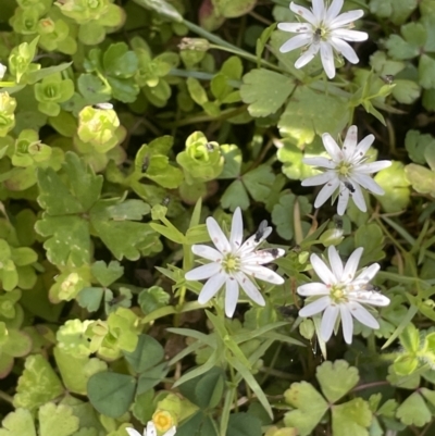 Stellaria angustifolia (Swamp Starwort) at Namadgi National Park - 28 Jan 2023 by JaneR