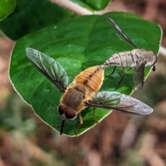 Trichophthalma punctata (Tangle-vein fly) at Page, ACT - 31 Jan 2023 by CattleDog