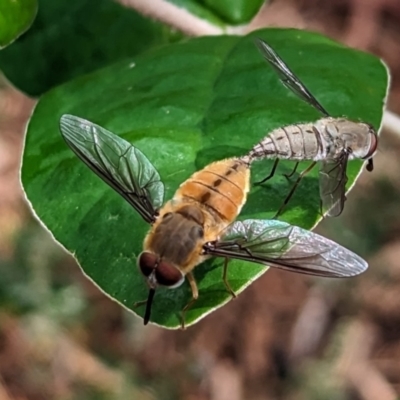 Trichophthalma punctata (Tangle-vein fly) at Page, ACT - 31 Jan 2023 by CattleDog